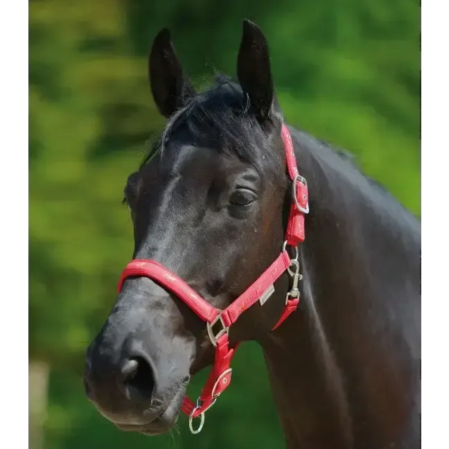 Little Horse Halter Red Pony Headcollars