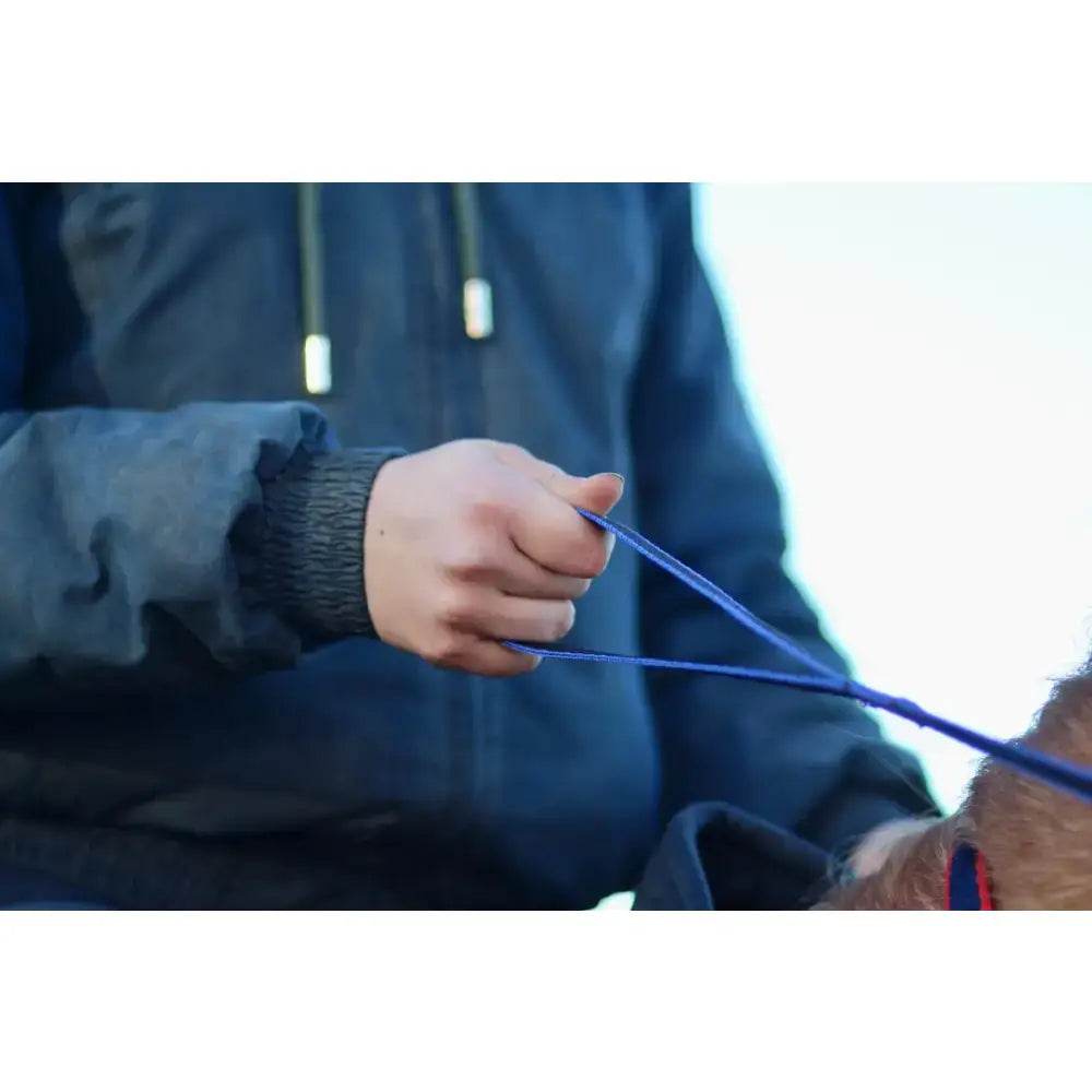 A hand holding royal blue nylon loop handled reins leading to a brown fur animal in libbys loop handled style