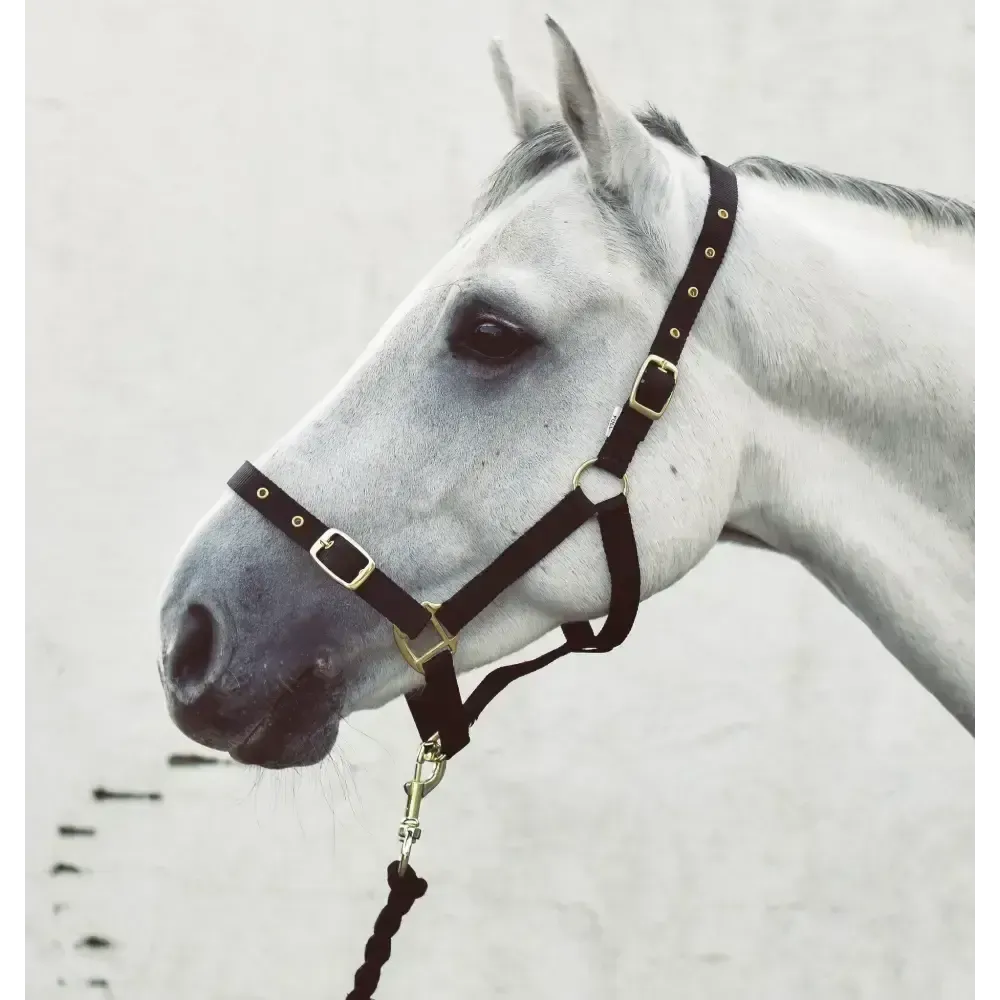 Mackey Economy Webbing Headcollar Black Foal Headcollars