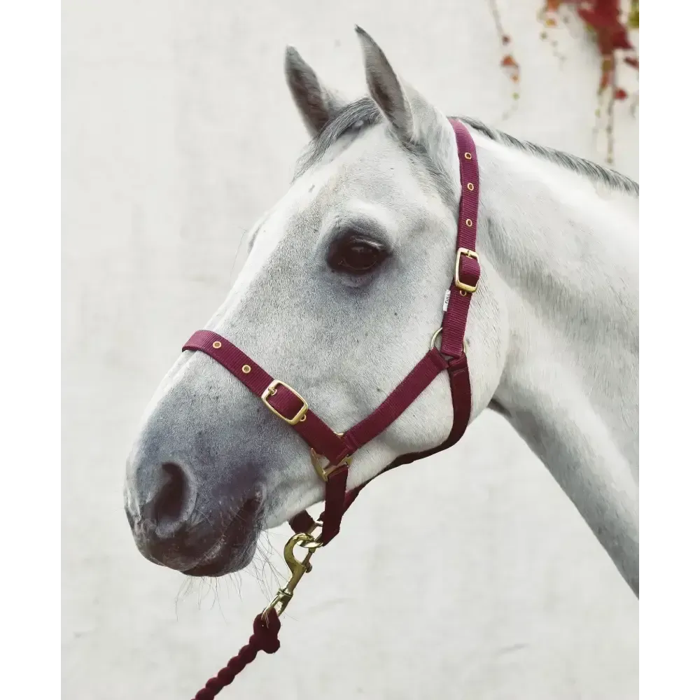 Mackey Economy Webbing Headcollar Black Foal Headcollars