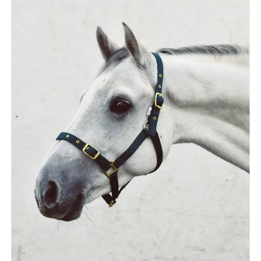 Navy blue leather mackey economy webbing headcollar with gold-tone buckles and metal hardware for horses