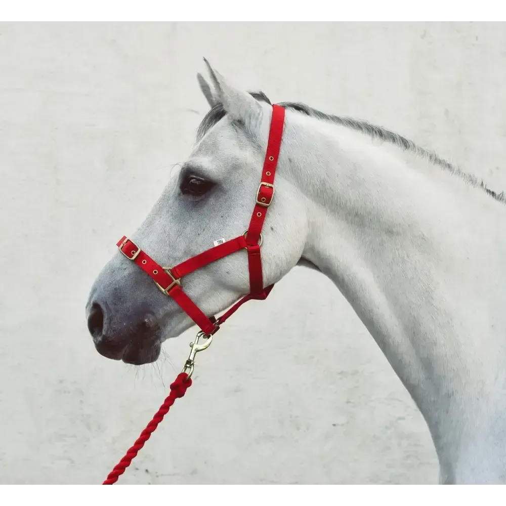 Mackey Economy Webbing Headcollar Red Foal Headcollars