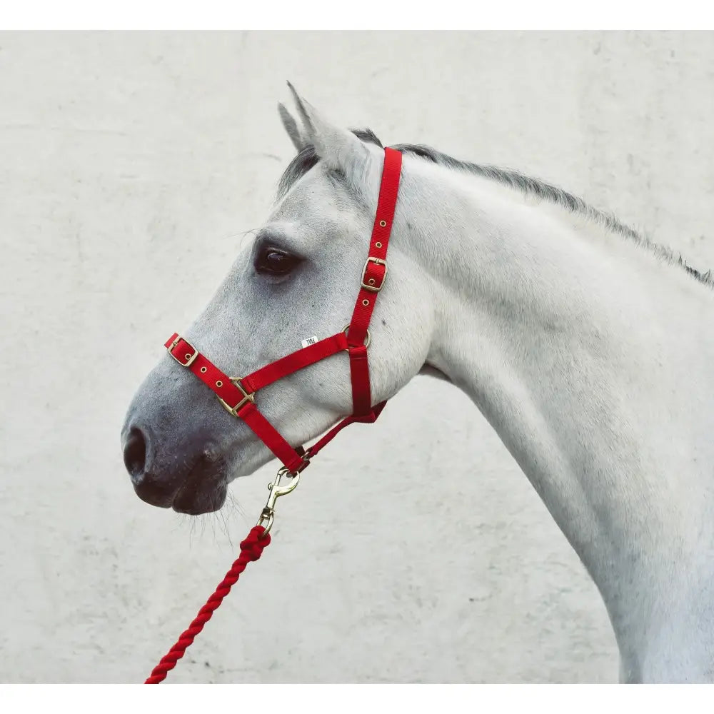 Red leather mackey economy webbing headcollar with gold-tone buckles and matching red braided lead rope