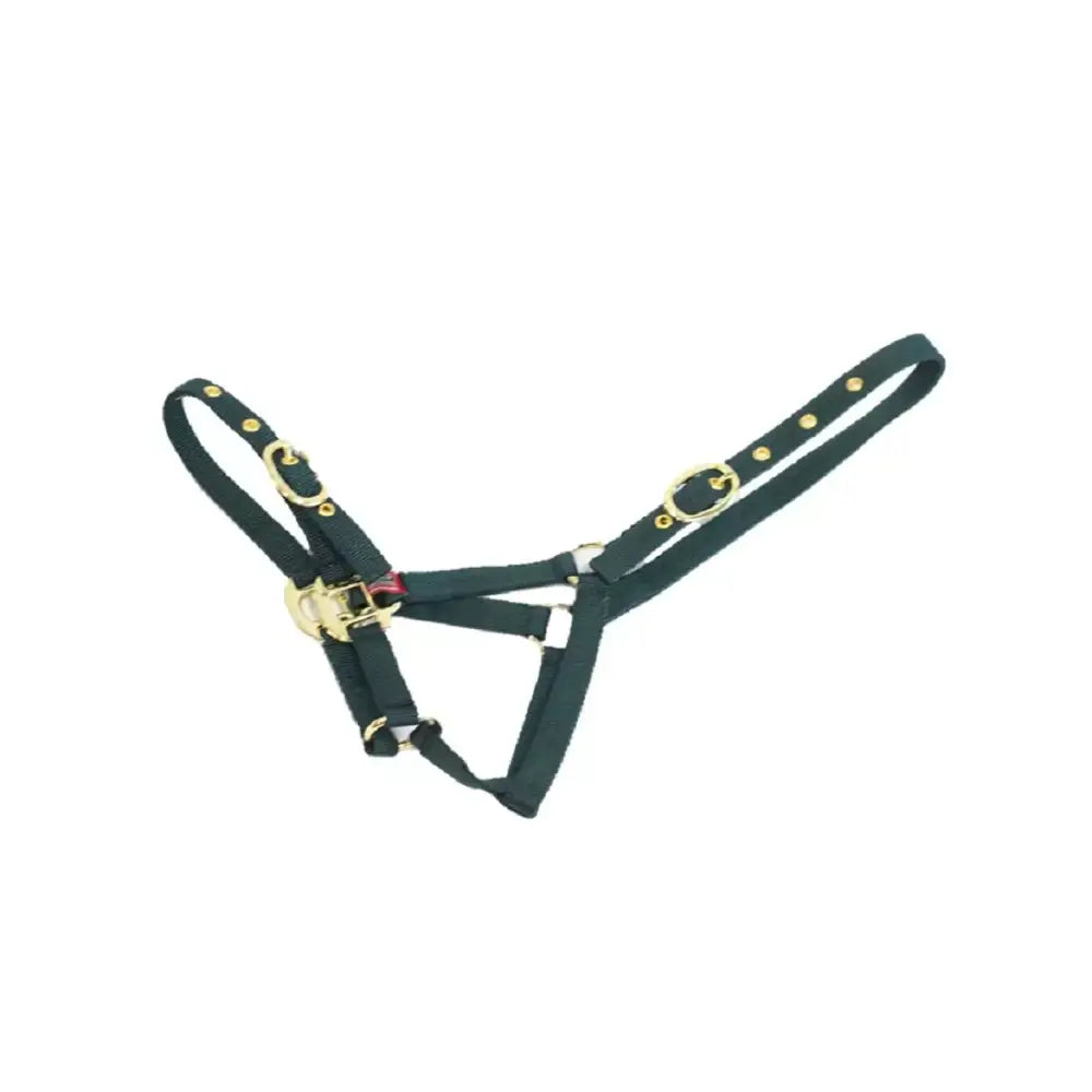 Dark green mackey equisential nylon headcollar with gold metal hardware and adjustable buckles for horses