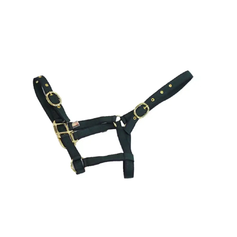 Black horse nylon headcollar with gold-toned adjustable metal hardware from mackey equisential nylon headcollar