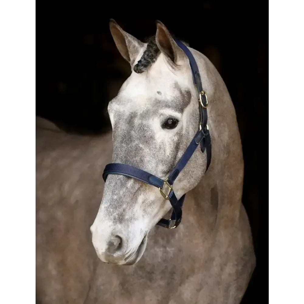 Mackey Safety Headcollar Field Safe Black Pony Field Safe Headcollars