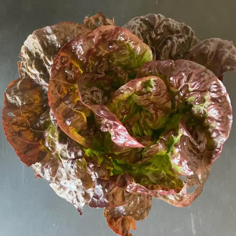 Organic red head lettuce with vibrant red and green glossy ruffled leaves perfect for fresh salads