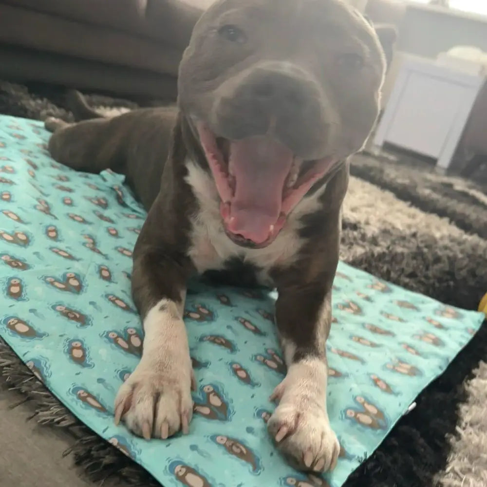 Brown and white pit bull puppy lying on teal otterly lovely collection perfect travel mat for dog comfortable rest