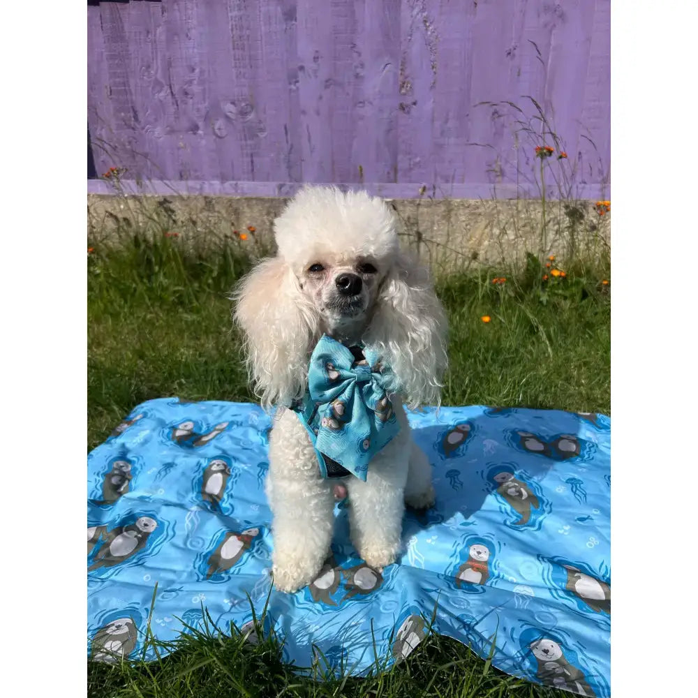A fluffy white poodle wearing an otterly lovely sailor blue bow tie with charming sea otter prints and secure velcro fastening