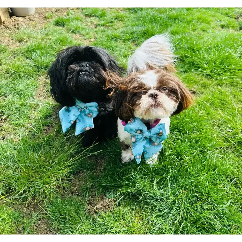 Two shih tzu dogs wearing otterly lovely sailor bow ties in light blue with charming sea otter design and secure velcro fastening