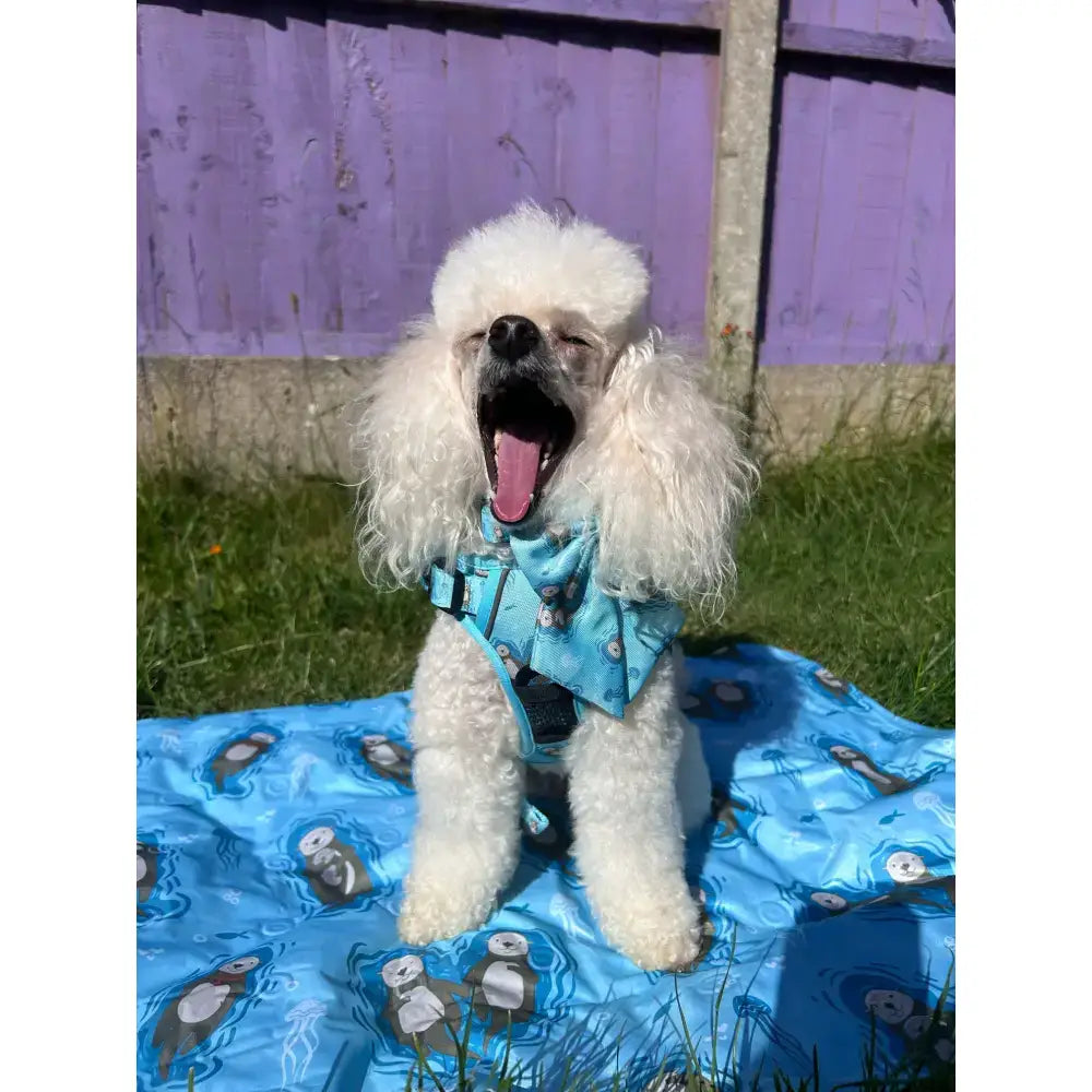 Fluffy white poodle wearing a blue otterly lovely tactical dog harness sitting on a matching blue blanket for close control busy areas