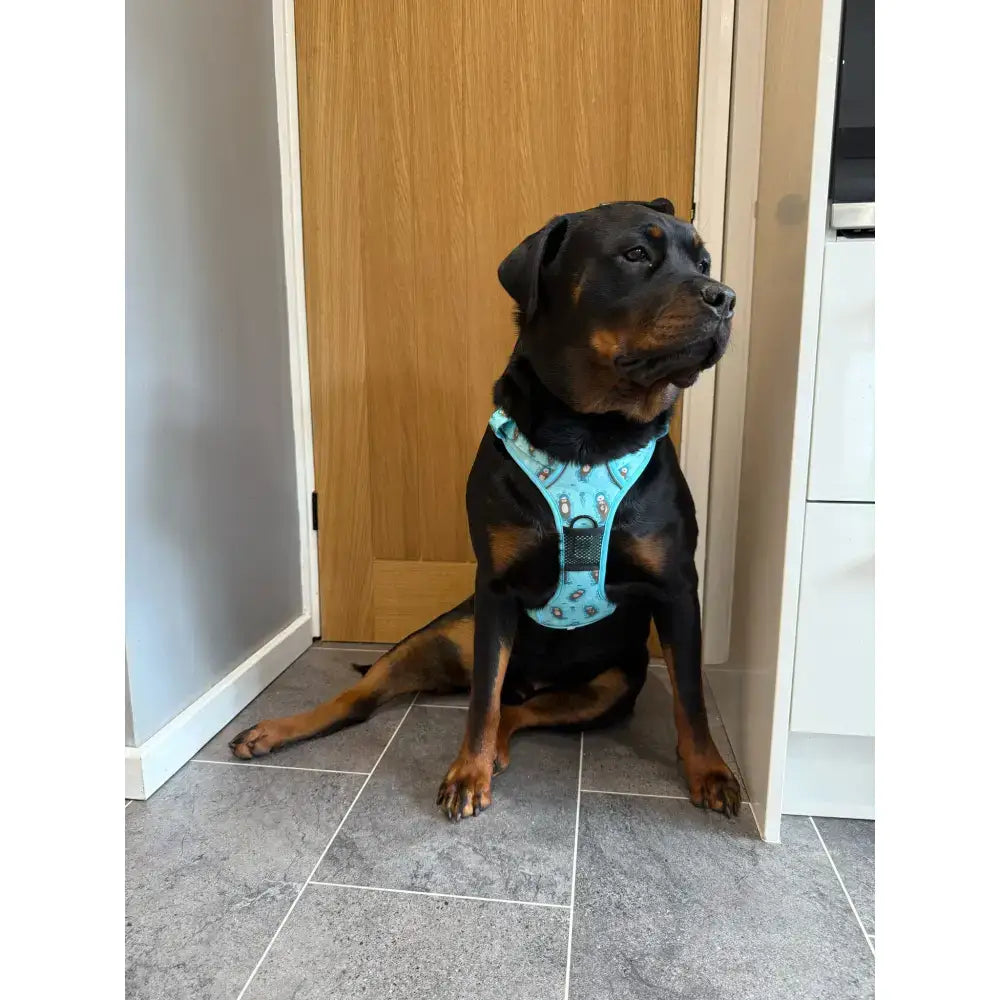 Teal otterly lovely tactical dog harness with black padlock pattern and adjustable straps for close control busy areas