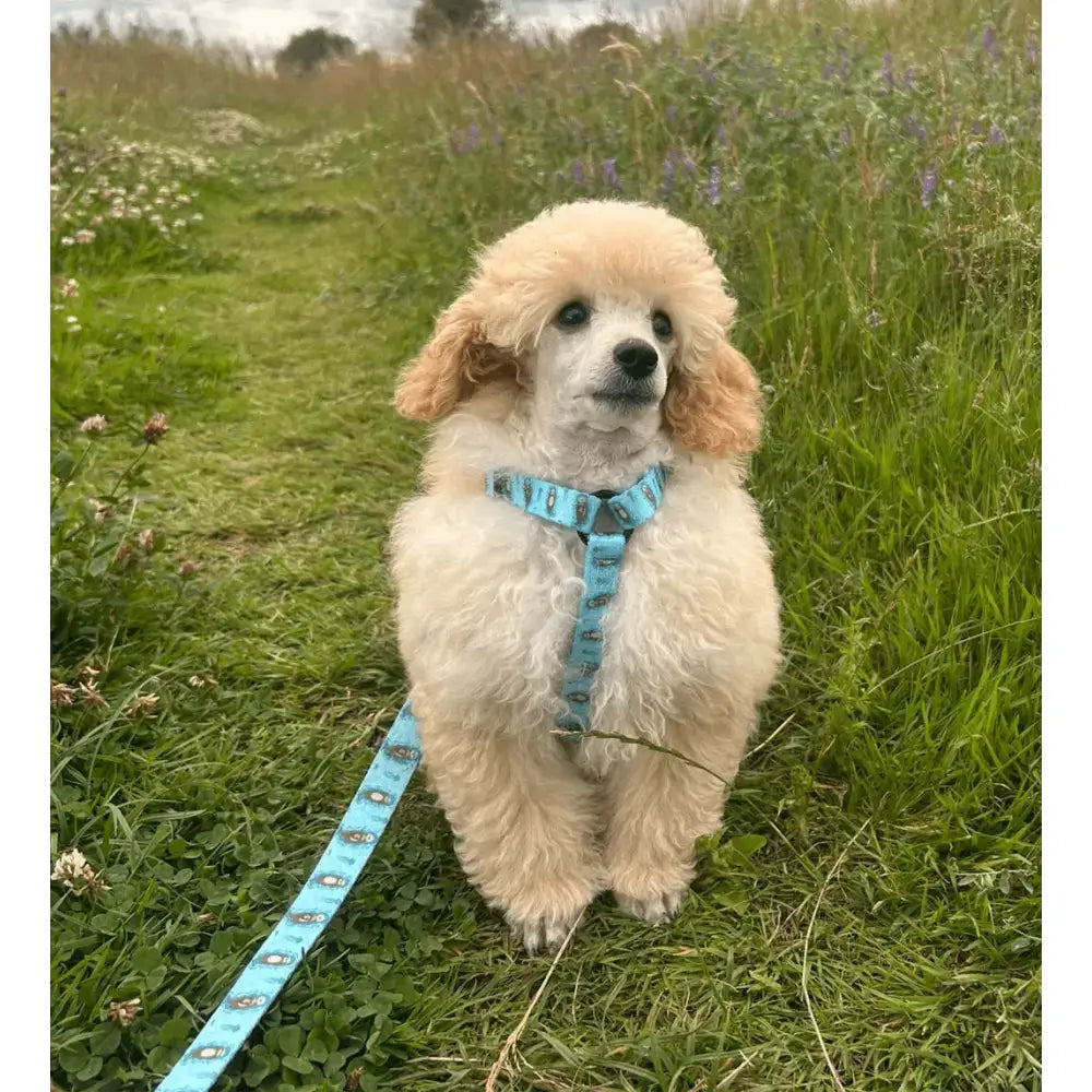 A fluffy cream-colored poodle wearing an otterly lovely xxxs fully adjustable puppy harness with a light blue leash patterned with black and white poodles