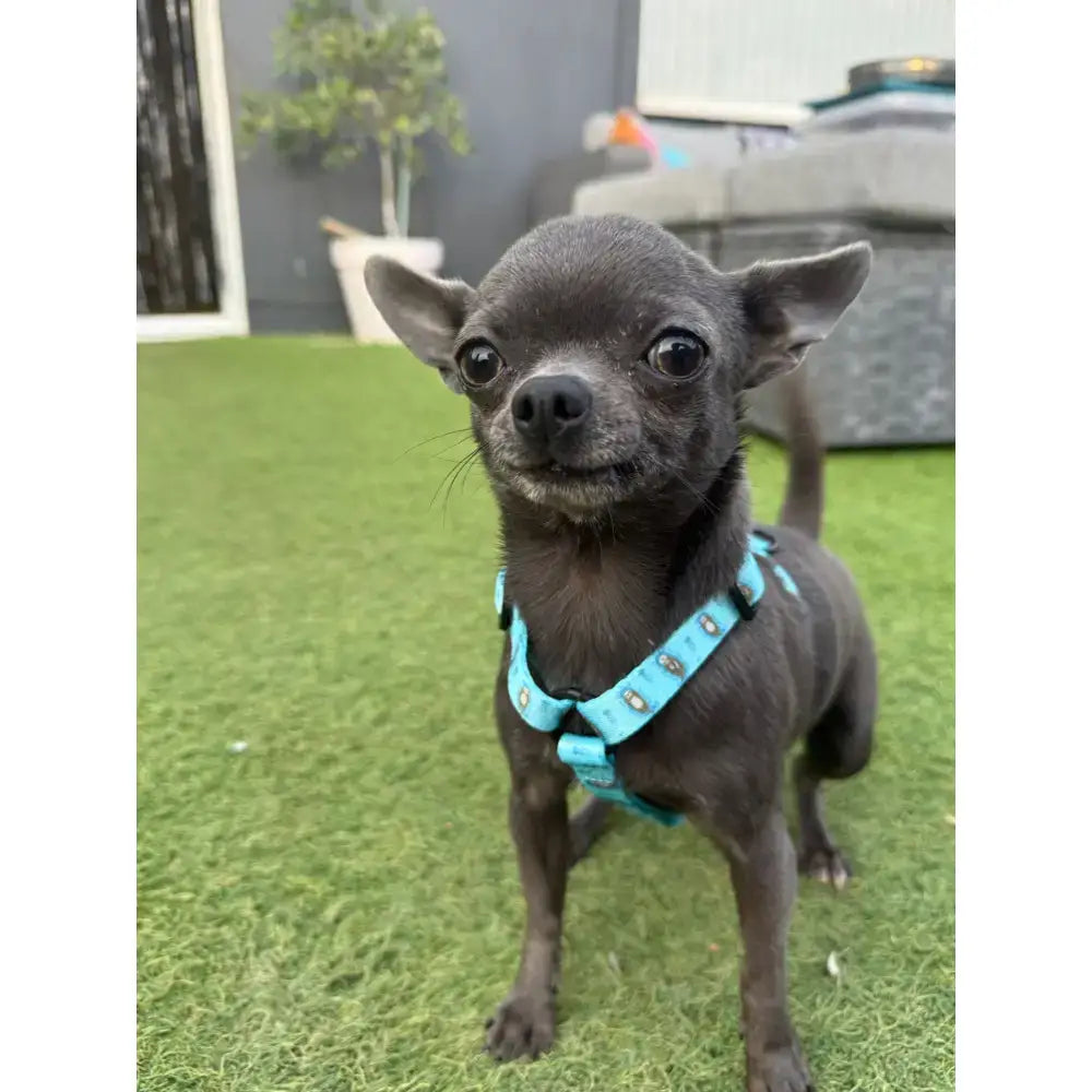 A sleek black chihuahua wearing an otterly lovely xxxs puppy harness fully adjustable with an adorable otter print