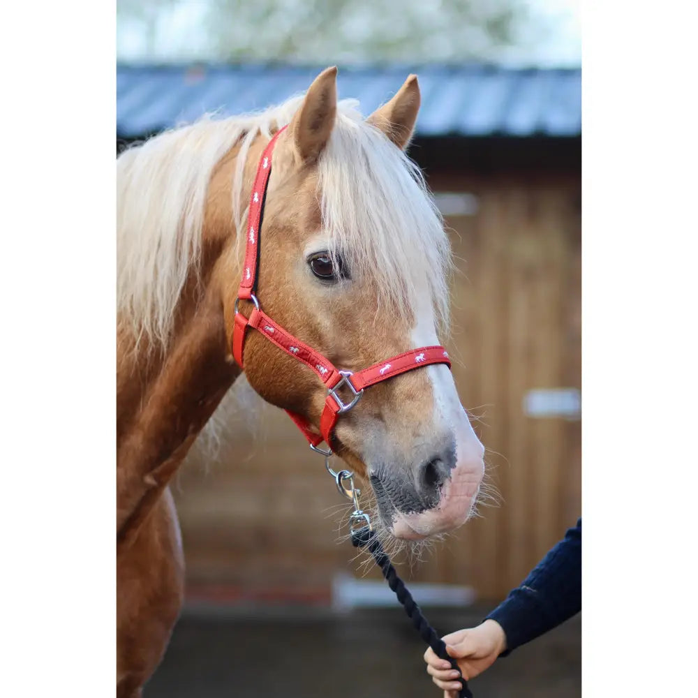 Red leather padded headcollar with white star patterns and 25mm webbing for equestrian use