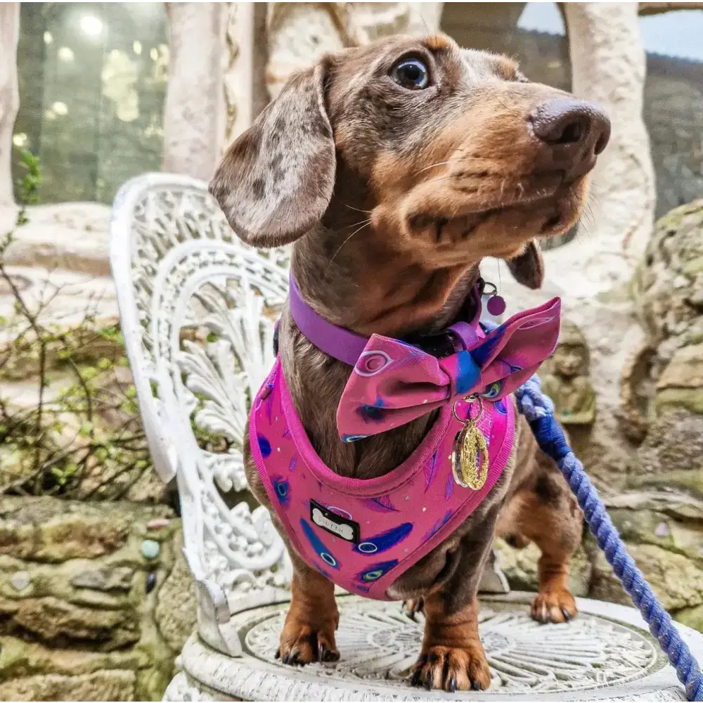 Peacock Power Adjustable Dog Harness - hot pink peacock feather dog harness Xxs Pet Products
