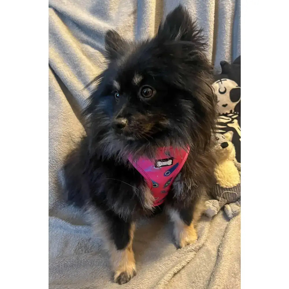 A fluffy black and tan pomeranian wearing a peacock power adjustable hot pink dog harness with blue peacock patterns