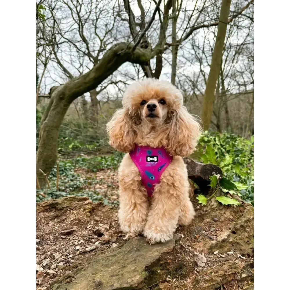Peacock Power Adjustable Dog Harness - hot pink peacock feather dog harness Xxs Pet Products