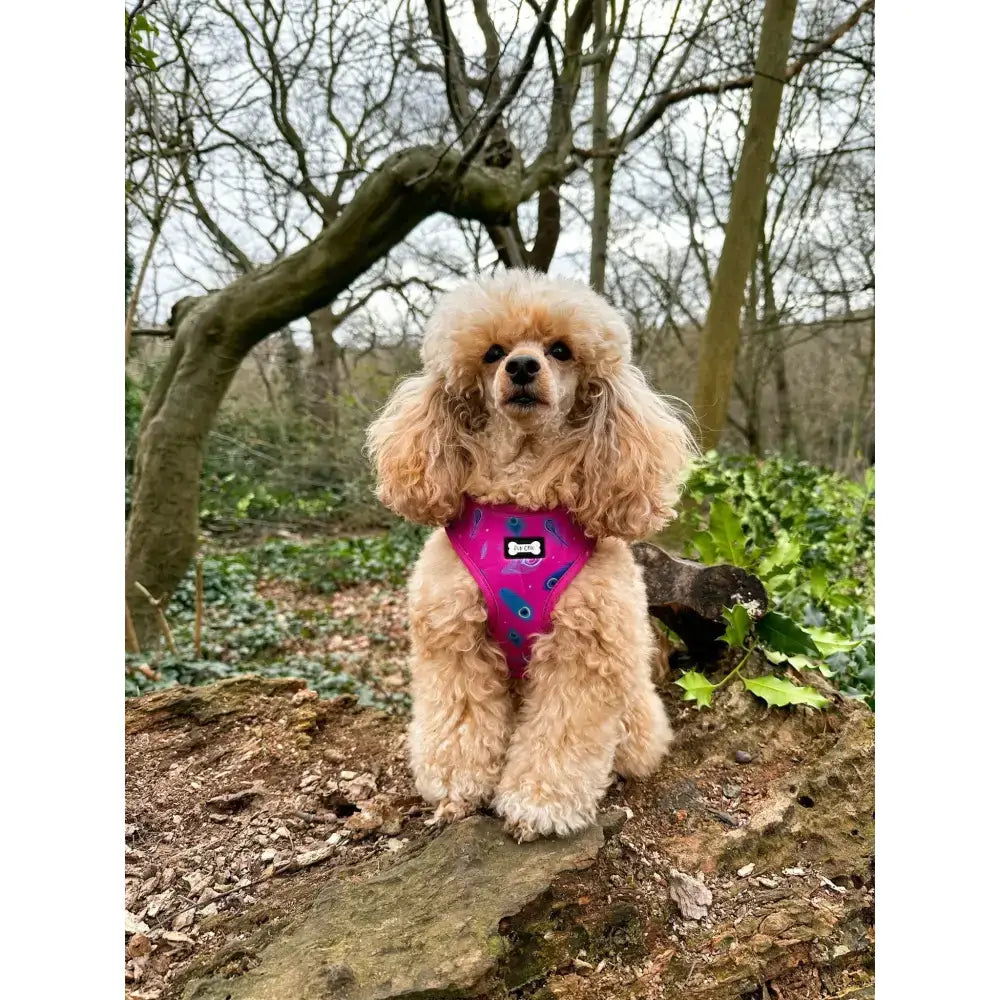 A fluffy tan poodle wearing a peacock power adjustable hot pink dog harness with blue feather pattern and black bone logo