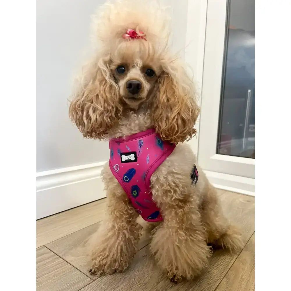 Hot pink dog harness with blue and black peacock power adjustable design and bone-shaped logo on front