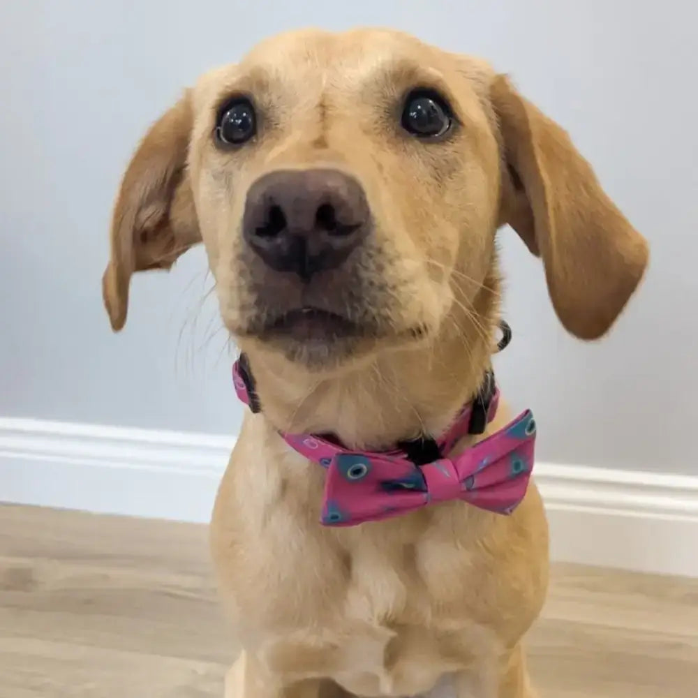 A yellow labrador wearing a peacock power dog collar with a pink bow tie and teal eye patterns perfect for tiny puppies