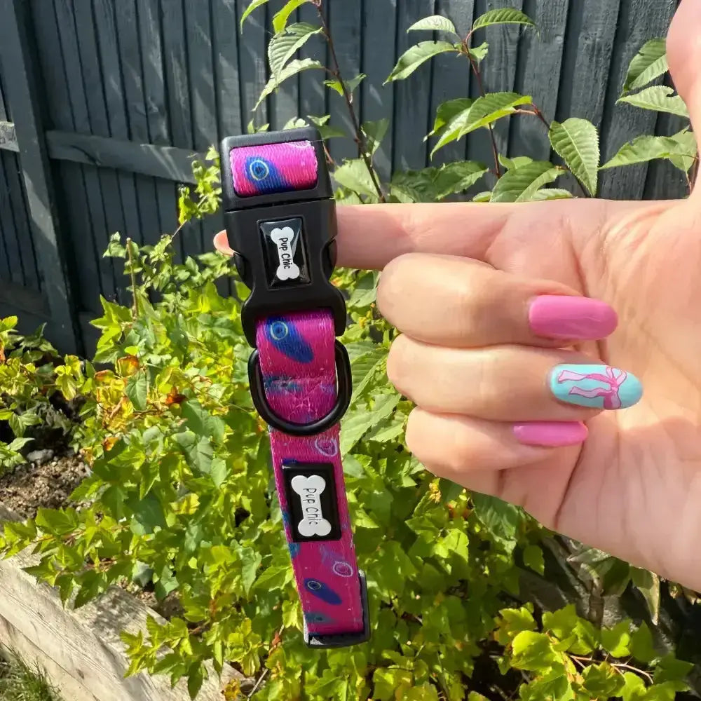 A vibrant pink and blue peacock power dog collar with durable black hardware perfect for tiny puppies and power dog collars