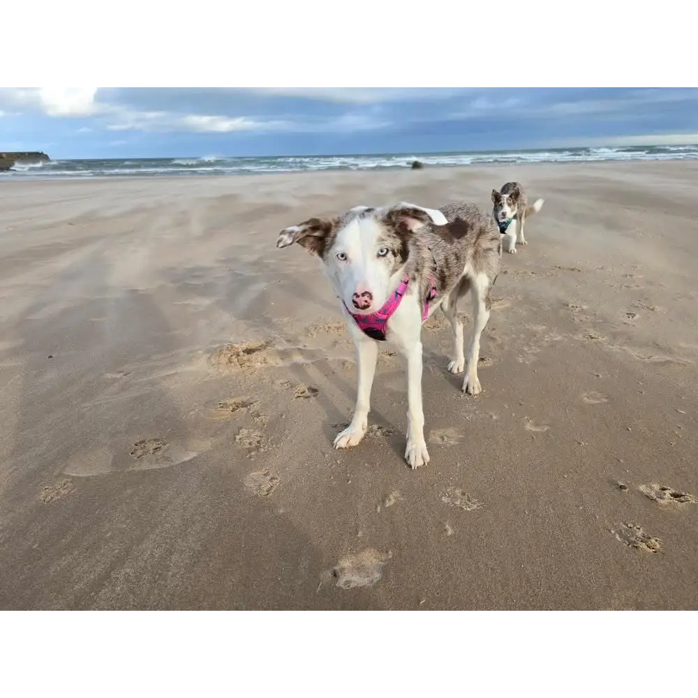 Peacock Power No Pull Tactical Dog Harness XS Pet Collars & Harnesses