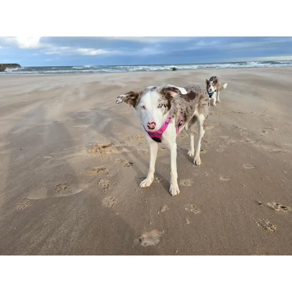 A fluffy white and gray dog with blue eyes wearing a bright pink peacock power tactical dog harness on the beach pup chic