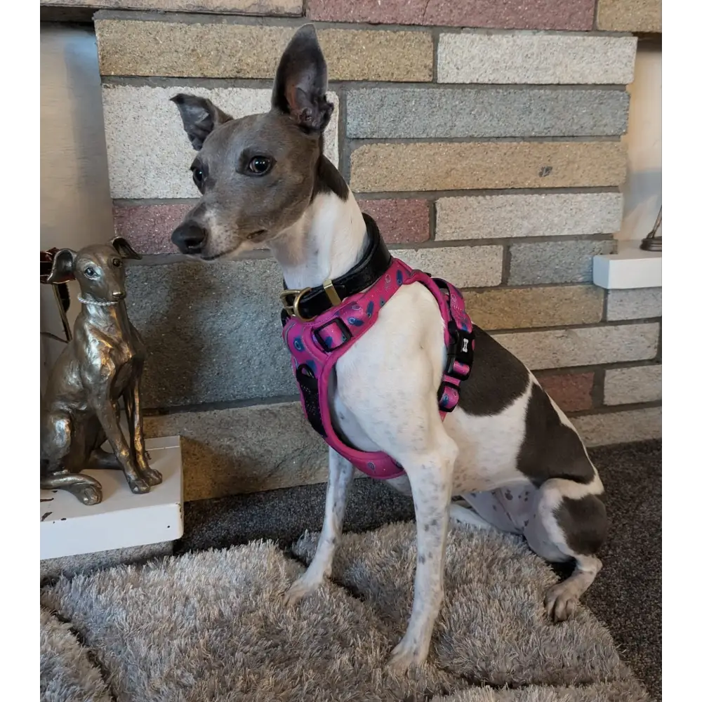 Peacock Power No Pull Tactical Dog Harness XS Pet Collars & Harnesses