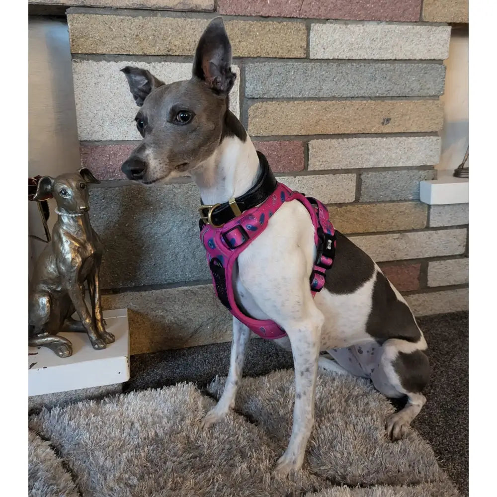 A pink and black tactical dog harness with peacock feather print and gold buckle for pup chic no pull control