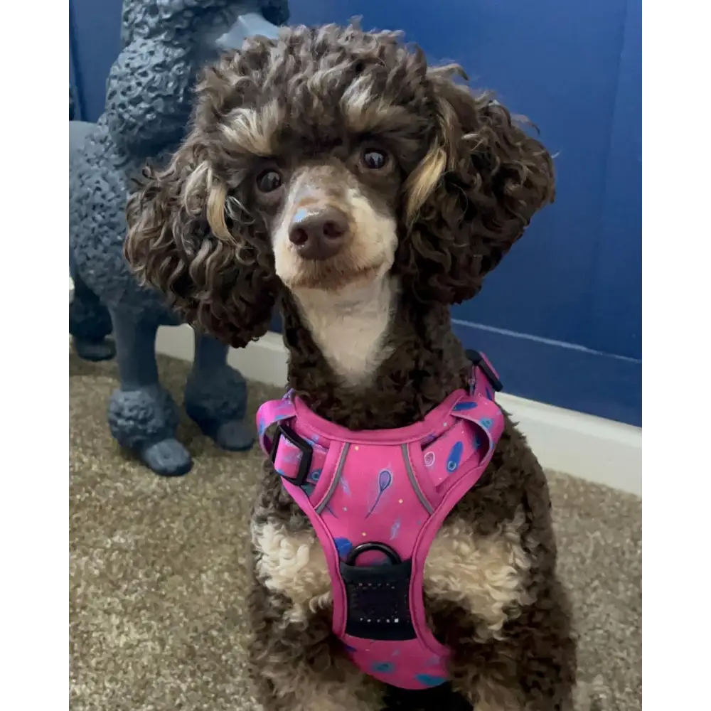 Peacock Power No Pull Tactical Dog Harness XS Pet Collars & Harnesses