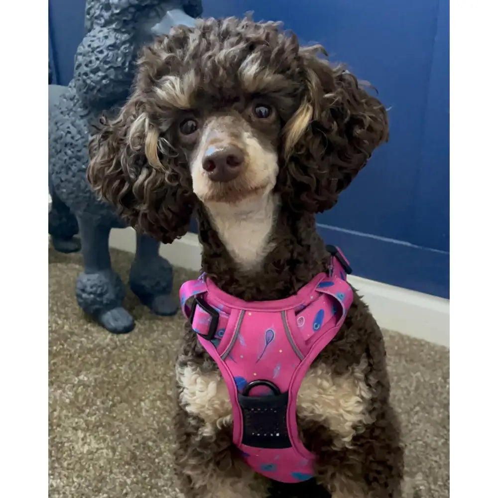 A brown and white poodle rocking a peacock power no pull tactical dog harness in pink with blue balloon patterns and pup chic style
