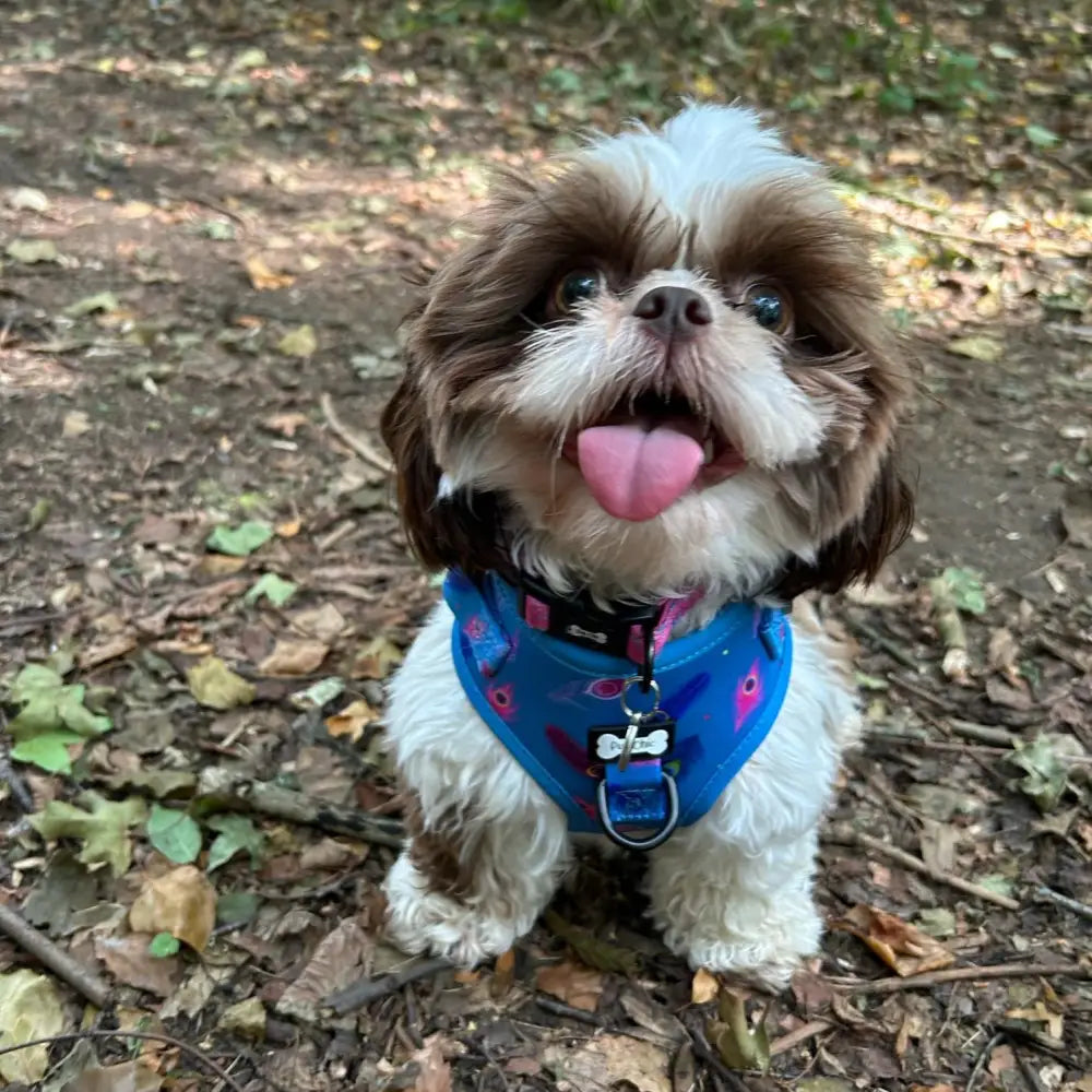 A fluffy brown and white shih tzu wearing a vibrant blue and pink floral adjustable small dog harness step-in style