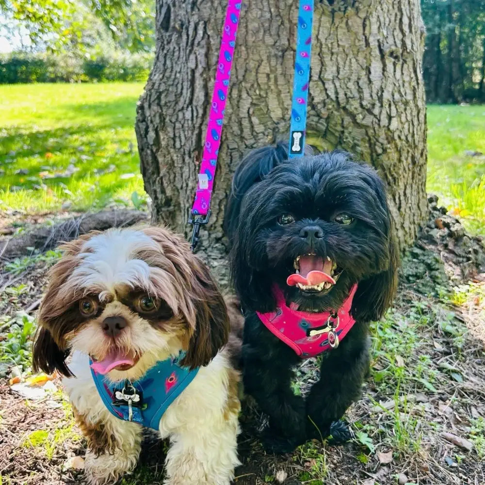Black shih tzu wearing a pink power peacock adjustable small dog harness with bone shaped metal hardware
