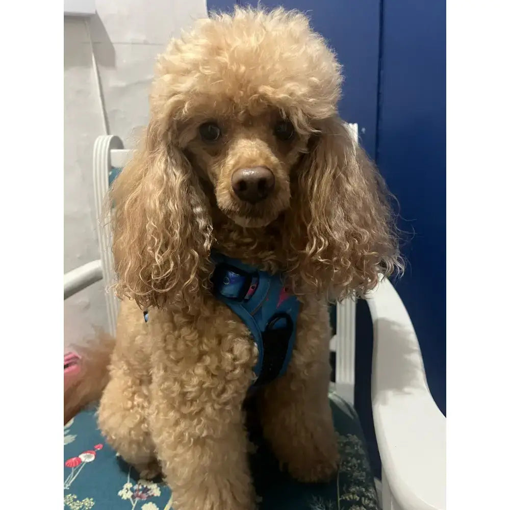 A fluffy apricot poodle wearing a blue peacock power tactical fully adjustable dog harness for no pull control