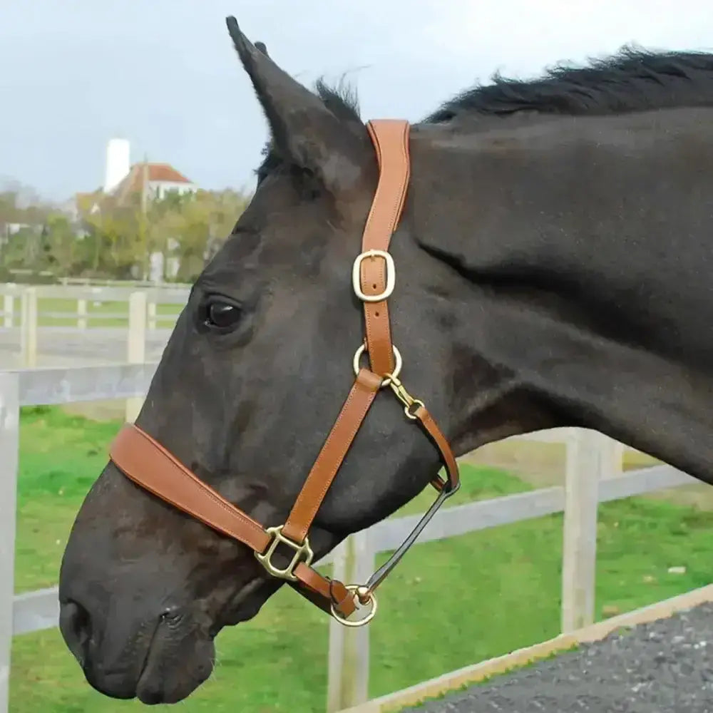 Brown leather rhinegold anatomical leather headcollar with brass hardware and softee leather lining for comfort