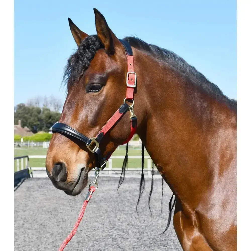 Red and black leather rhinegold anatomical softee softee leather padded headcollar with gold metal hardware
