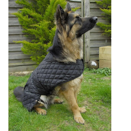 Rhinegold Balmoral Quilted Dog Coat Black Large Rhinegold Dog Barnstaple Equestrian Supplies