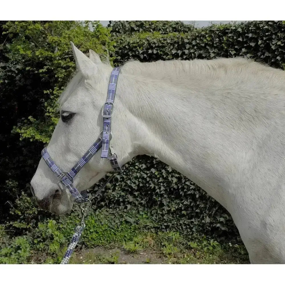 A white horse wearing a rhinegold carnival headcollar and lead rope set with soft feel webbing in blue and silver