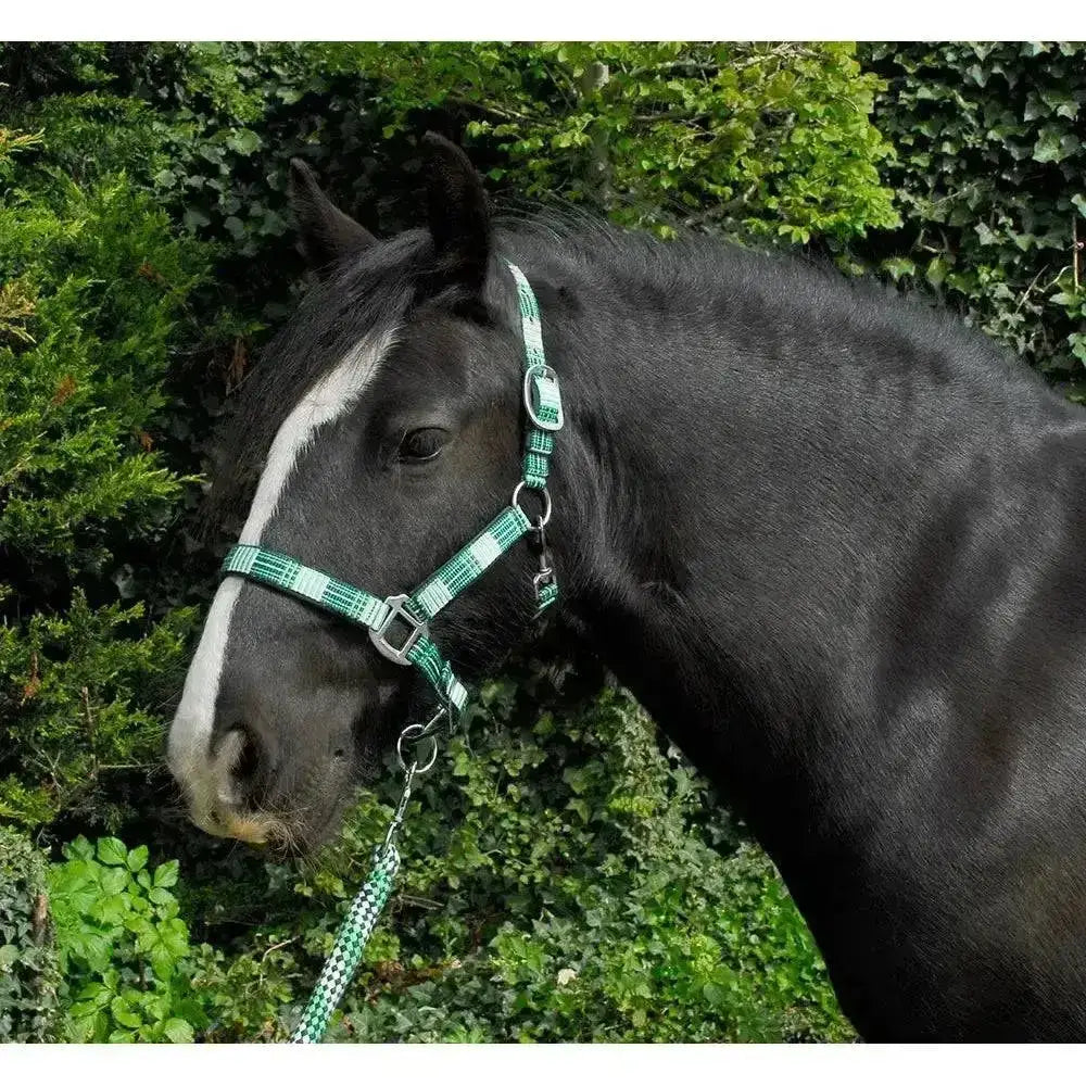 Green and white checkered rhinegold carnival headcollar with silver buckles and soft feel webbing lead rope set