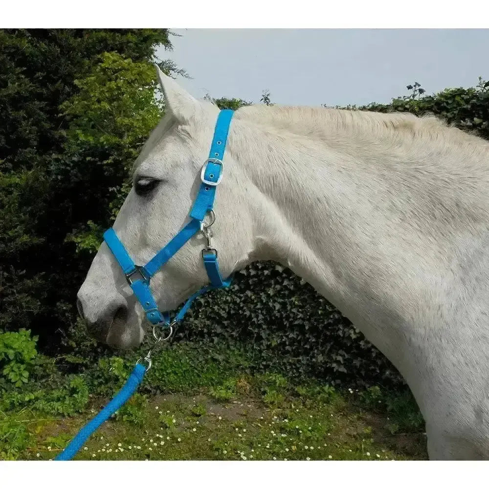 Rhinegold Carnival Headcollar & Lead Rope Set Turquoise Cob Headcollar Sets