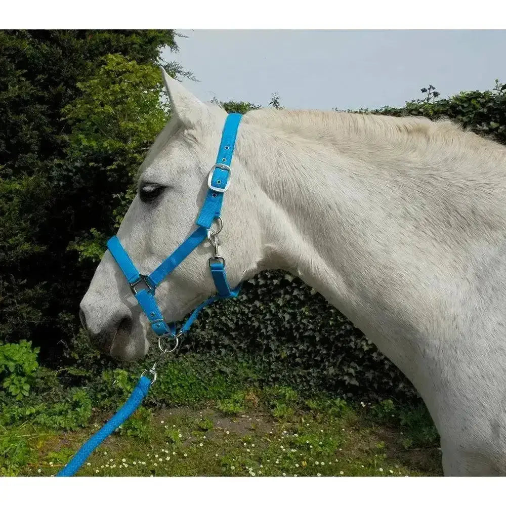 Bright blue leather rhinegold carnival headcollar with silver buckles and soft feel webbing lead rope set