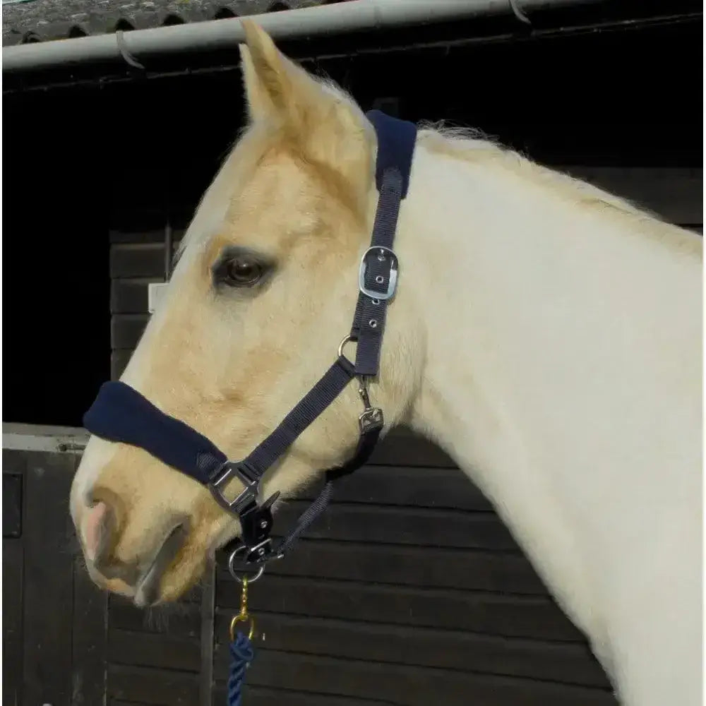 Navy blue leather rhinegold comfort headcollar with silver buckles gold ring and soft padded headpiece anatomically shaped