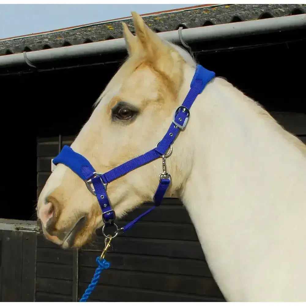 Bright blue rhinegold comfort headcollar with soft padded headpiece and silver hardware plus matching braided lead rope