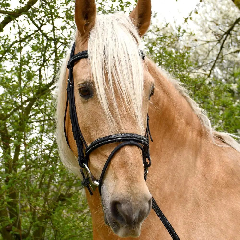 A sleek black rhinegold elegance german leather bridle with flash noseband on a light chestnut mare showcasing finest german leathers