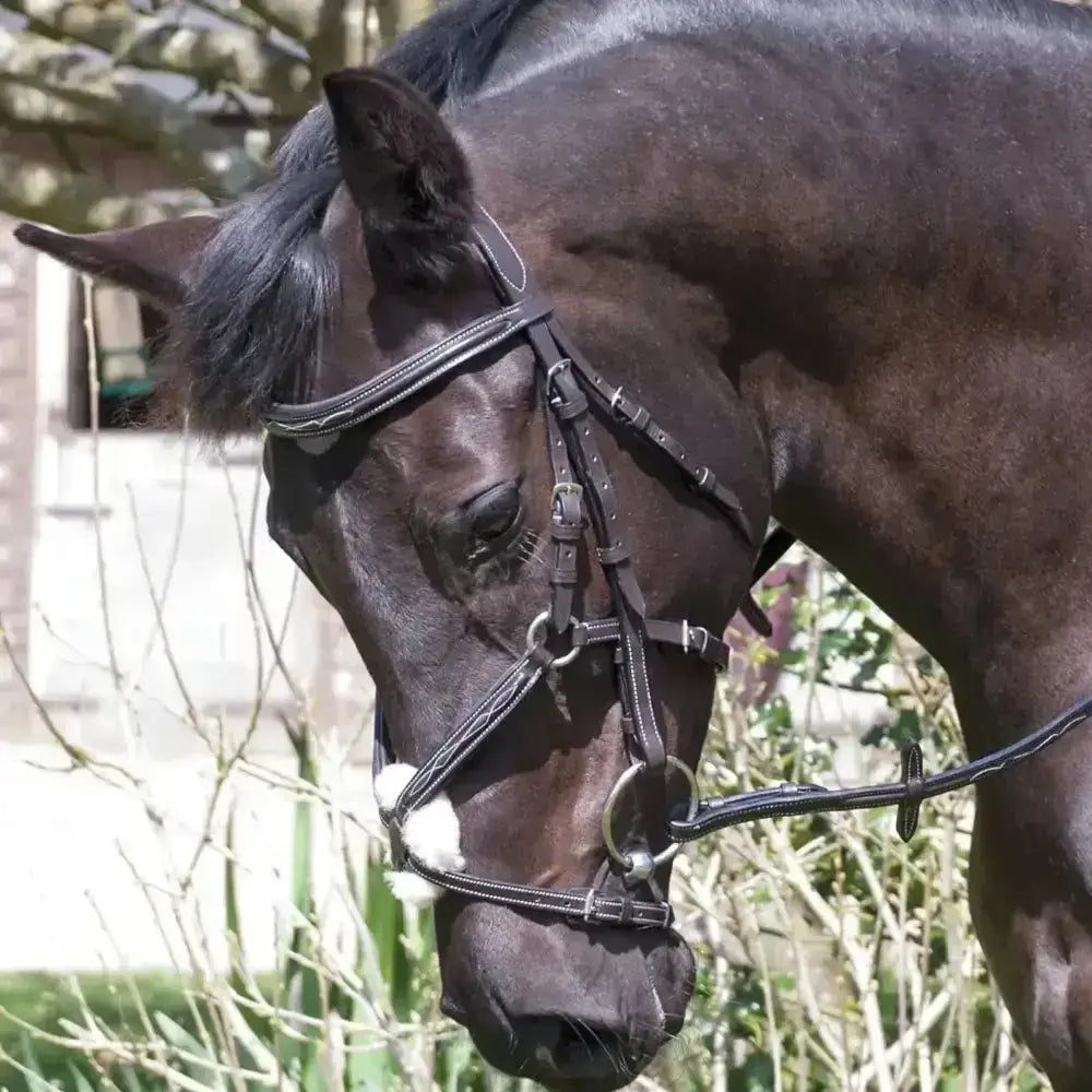 Black german leather bridle from rhinegold elegance with silver hardware and white cotton mexican style noseband