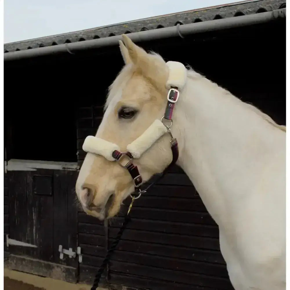 Cream-colored horse wearing rhinegold fur trimmed lined nylon headcollar with plush fleece and trigger clip brown leather straps