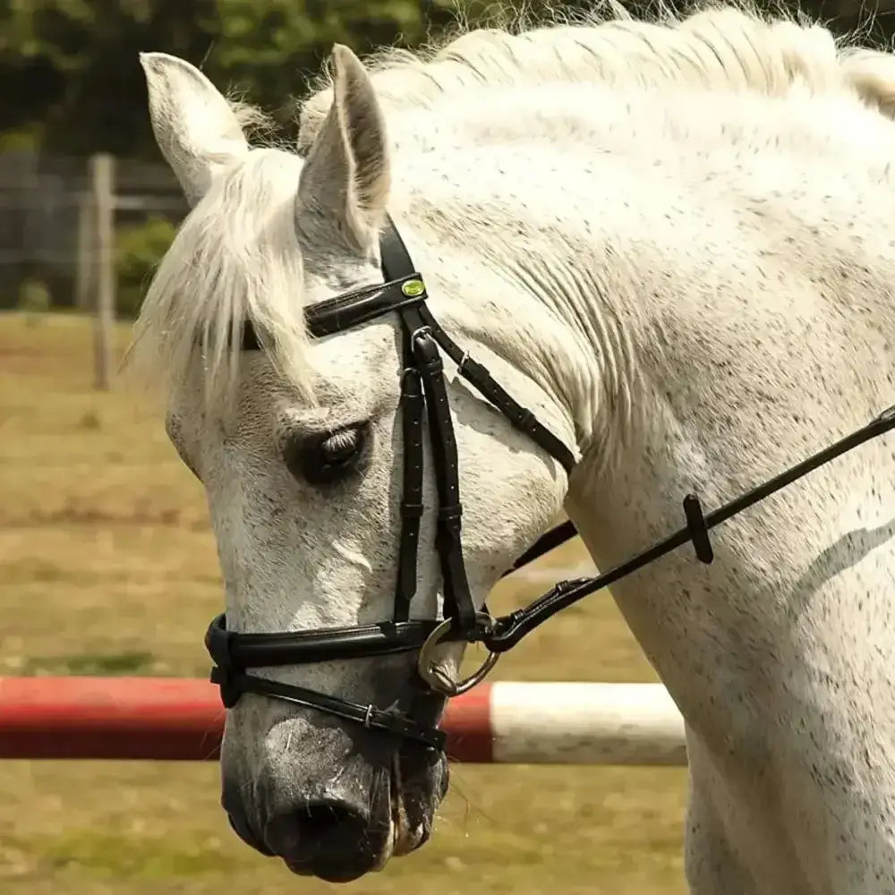 A sleek black rhinegold german leather bridle with detachable flash noseband fitted on a white horse head