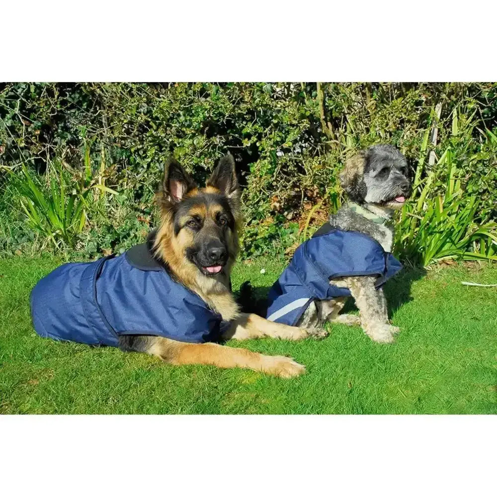 Blue rhinegold highland waterproof dog coat with black collar white stripe made from 600denier waterproof ripstop