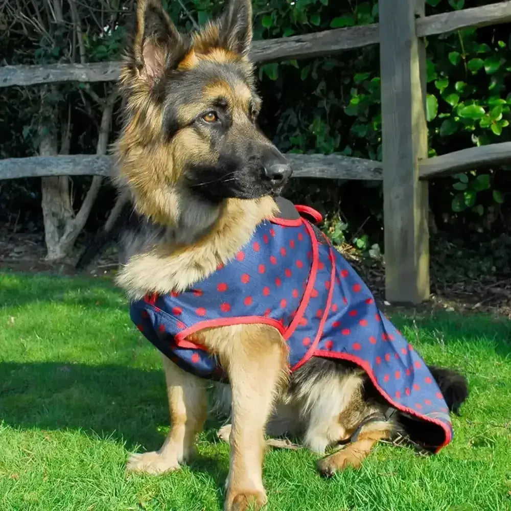 Blue polka-dot rhinegold highland waterproof dog coat with red trim made from 600denier waterproof ripstop fabric